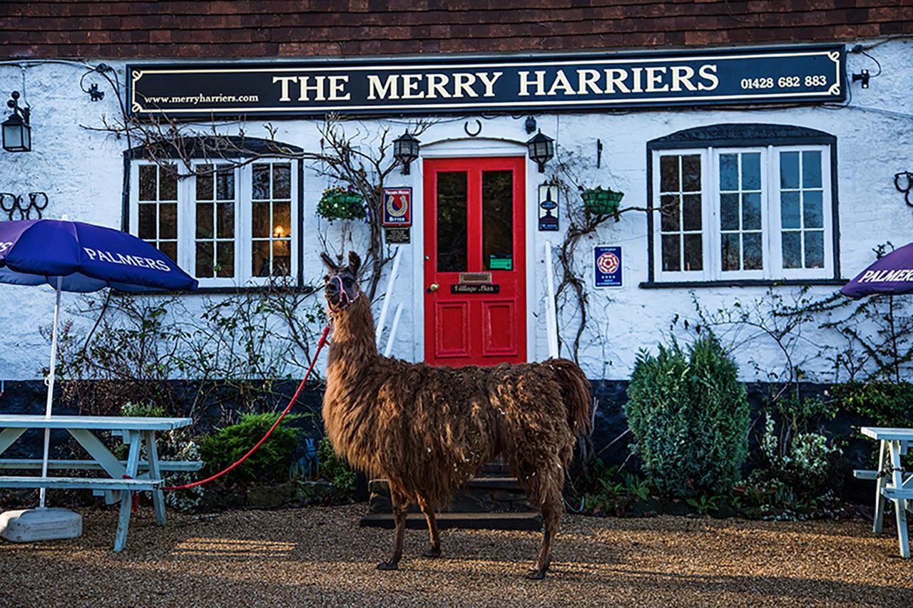 The Merry Harriers Bed and Breakfast Godalming Buitenkant foto